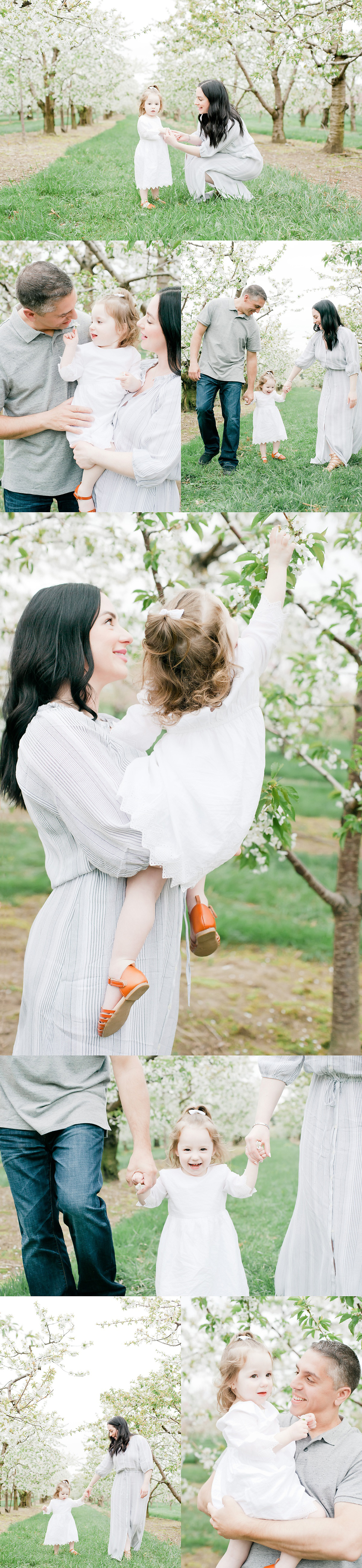 a family session in the blooming orchards of Niagara, Ontario